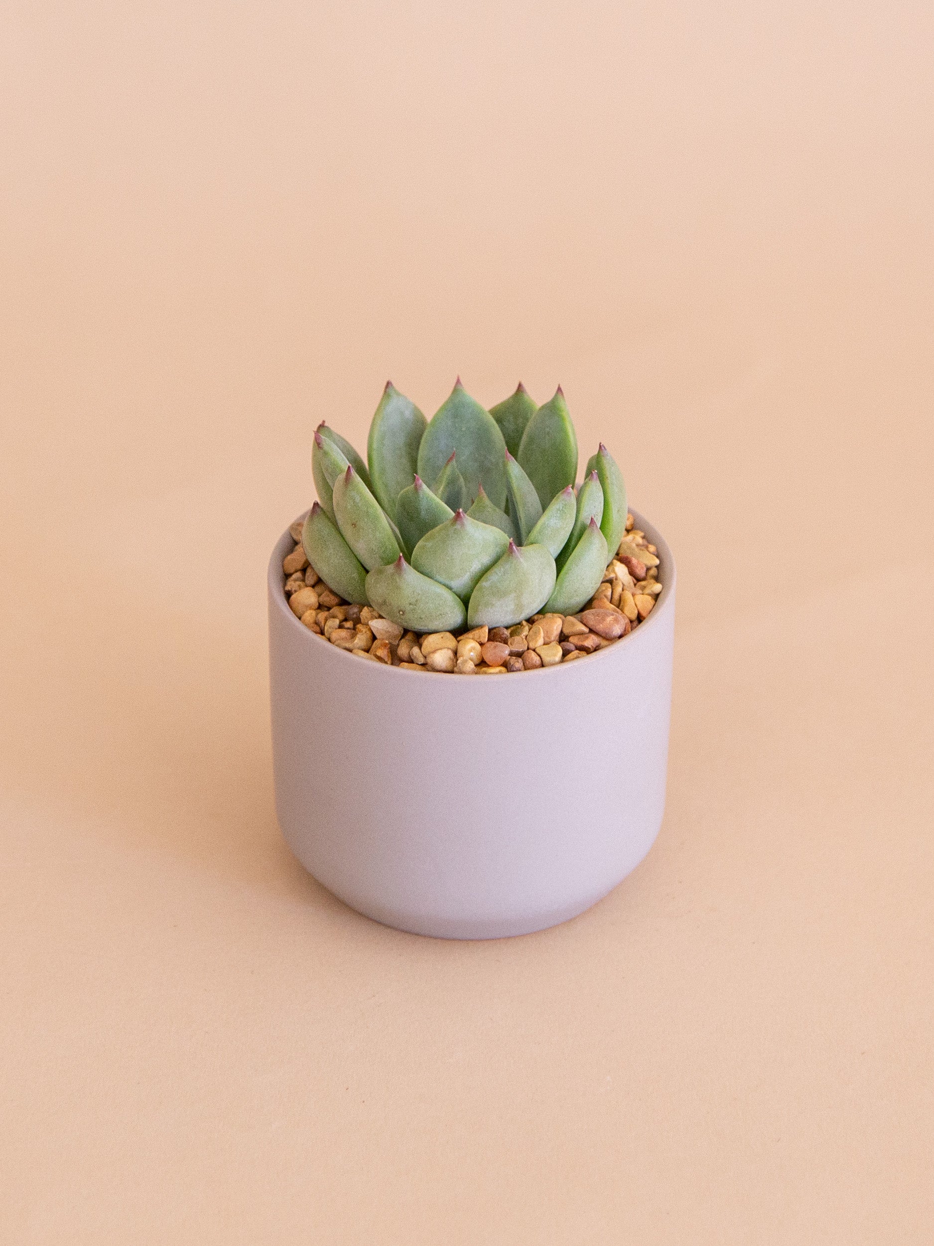 potted plants to send A Happy Hello | Potted Plant Gift