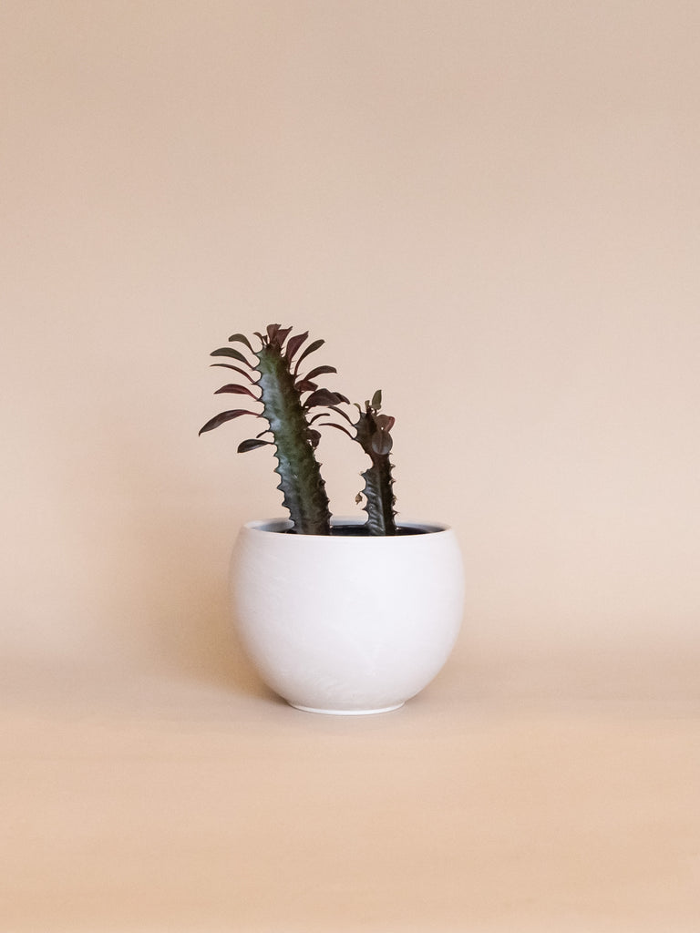 Luna Sphere Planter – The Fernseed