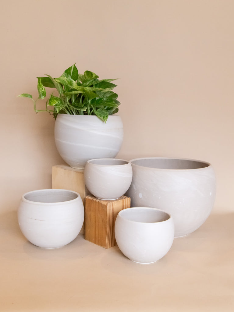 20231122_Fernseed_StephanieDor