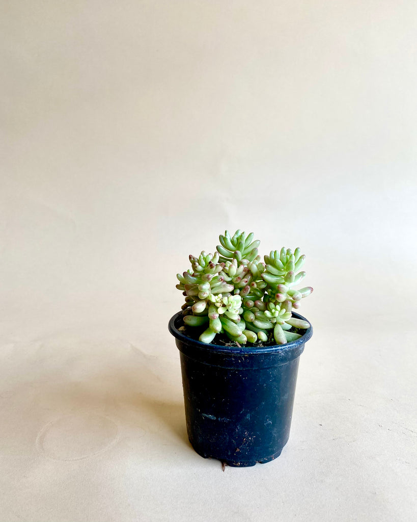 Sedum Jelly Bean 'Aurora' The Fernseed