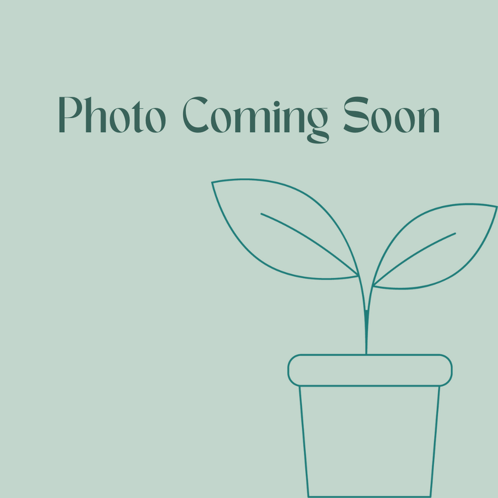 Calathea Beauty Star | Information + Care Tips | The Fernseed