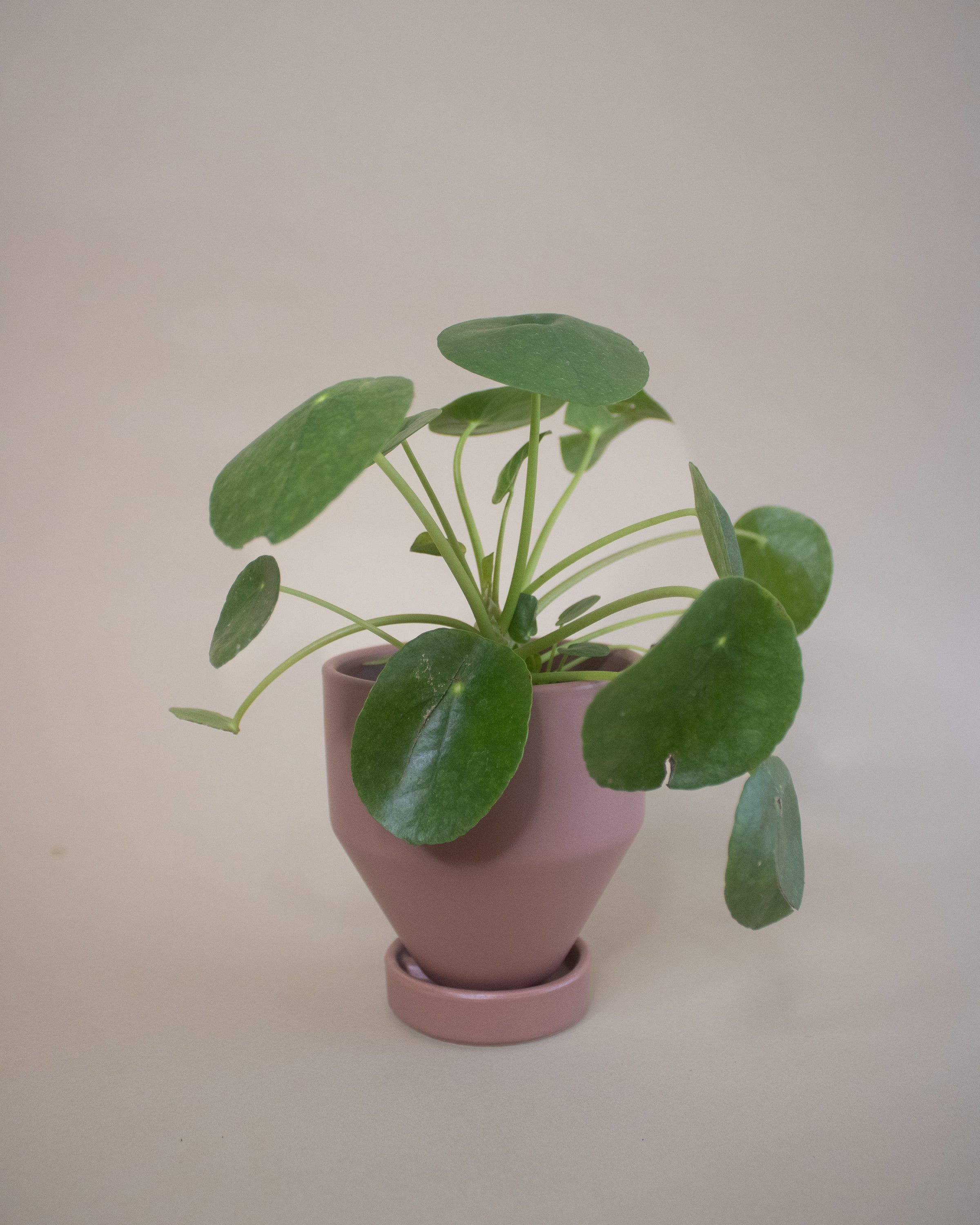 Potted Plant Gift
