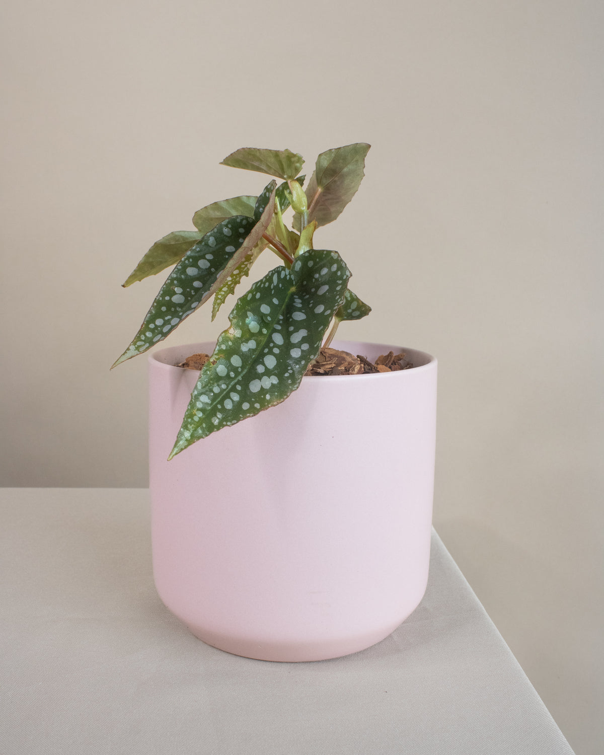 She's Vintage | Potted Plant Gift