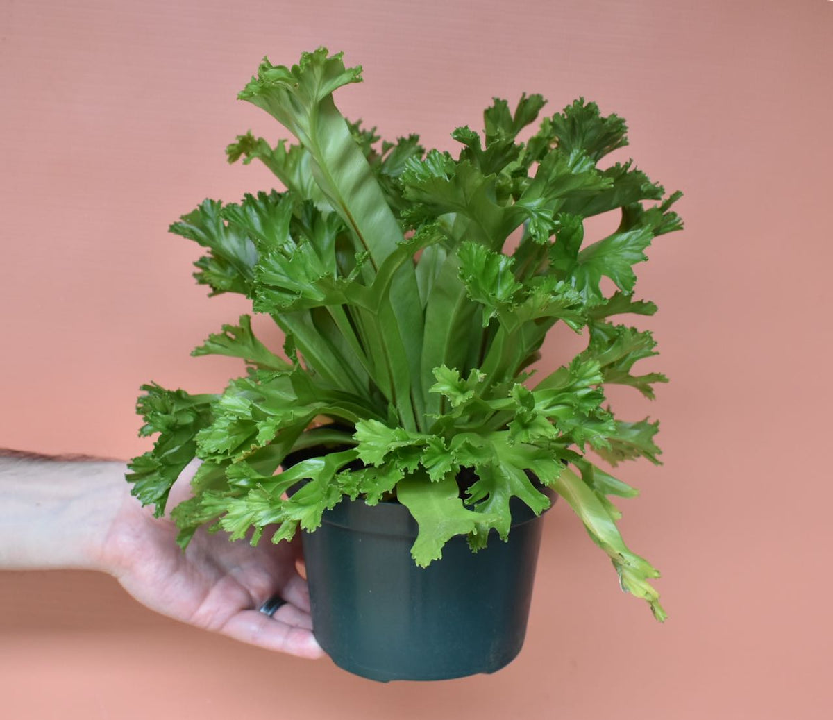 Hand holding air purifying 'Leslie' Bird's Nest Fern in 6-inch plastic grow pot in front of peach color background