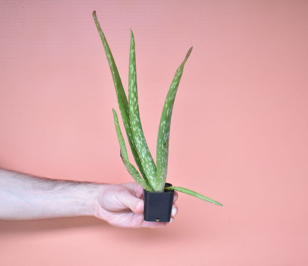 Aloe Vera | Information + Care Tips