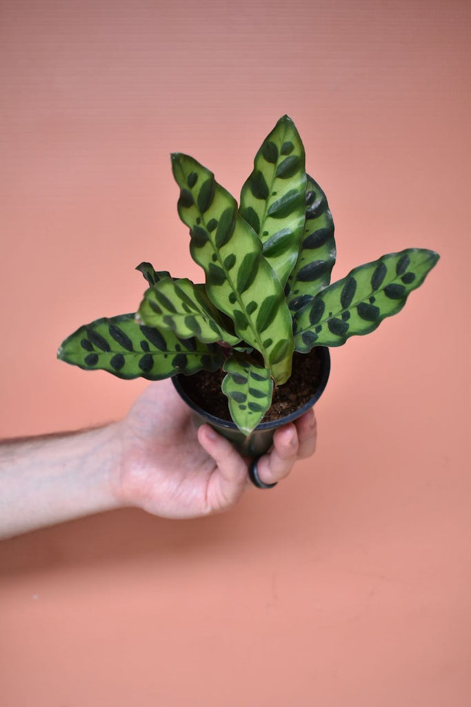Calathea Lancifolia / Rattlesnake Plant | Information + Care Tips