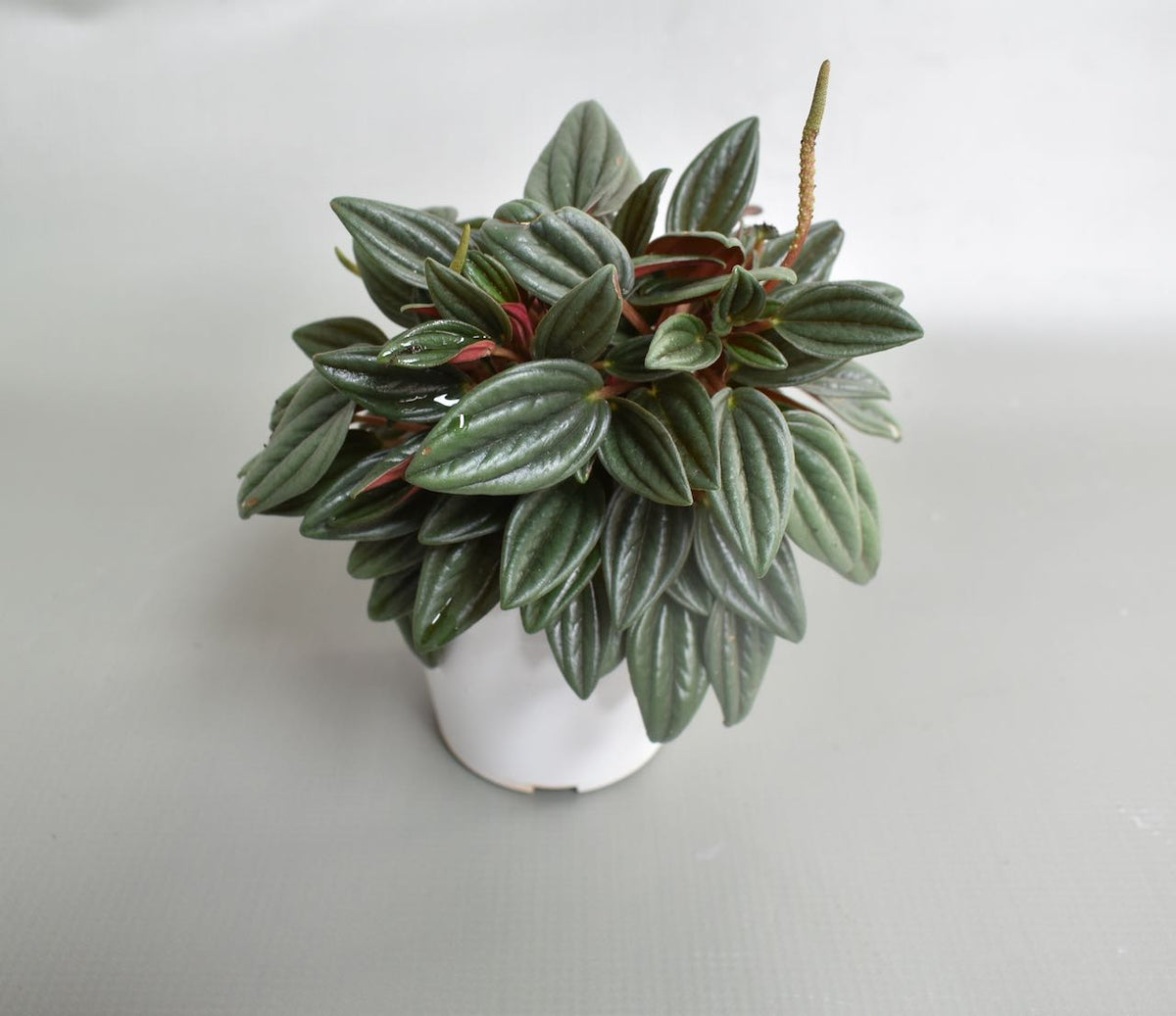 peperomia rosso in 4-inch plastic grow pot
