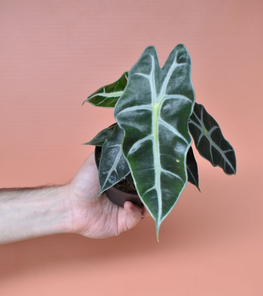 Alocasia Amazonica 'Polly' / Elephant Ear Information + Care Tips