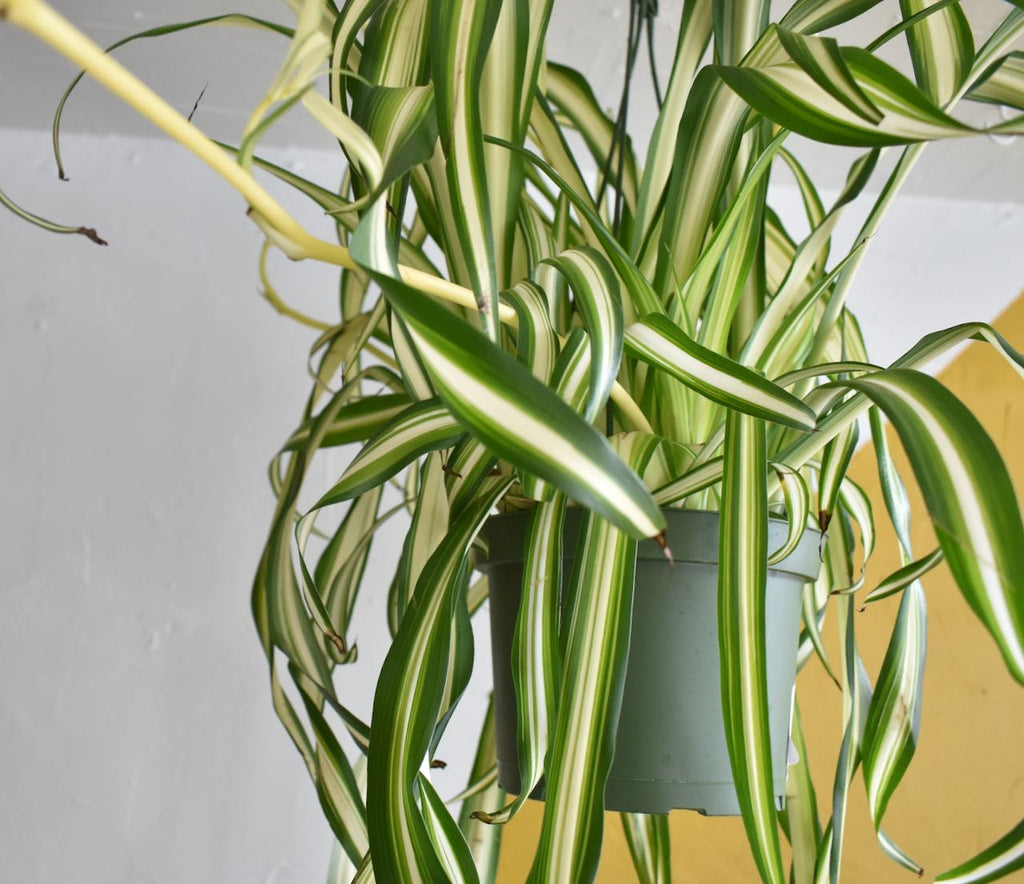 Spider Plant Ocean – The Fernseed