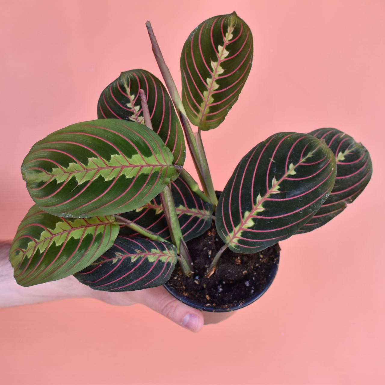 pink prayer plant Red Maranta Prayer