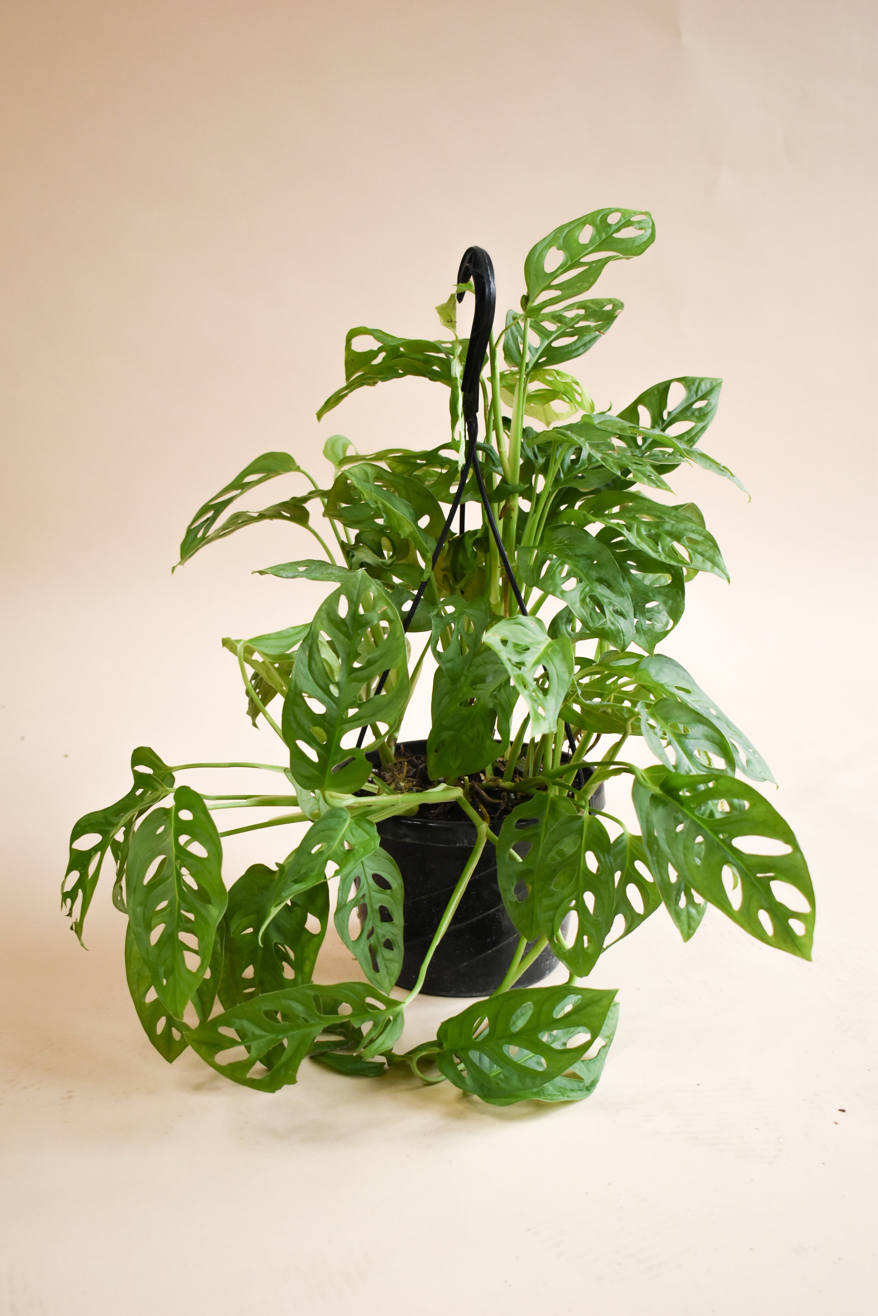 planta monstera Monstera Adansonii | Information + Care Tips