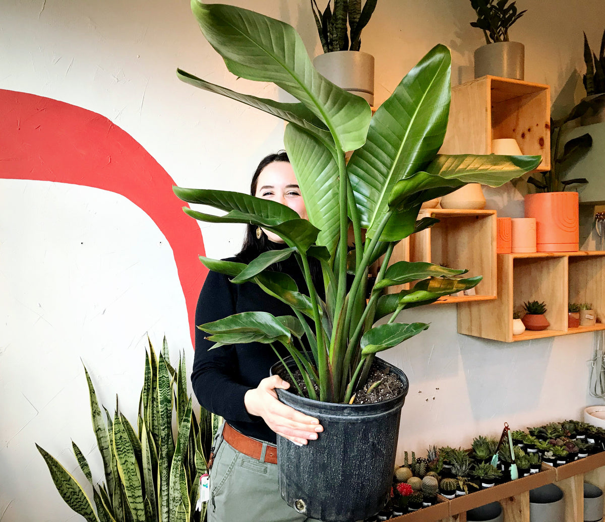 Smiling woman holding large Bird of Paradise plant inside plant store in Tacoma Washington
