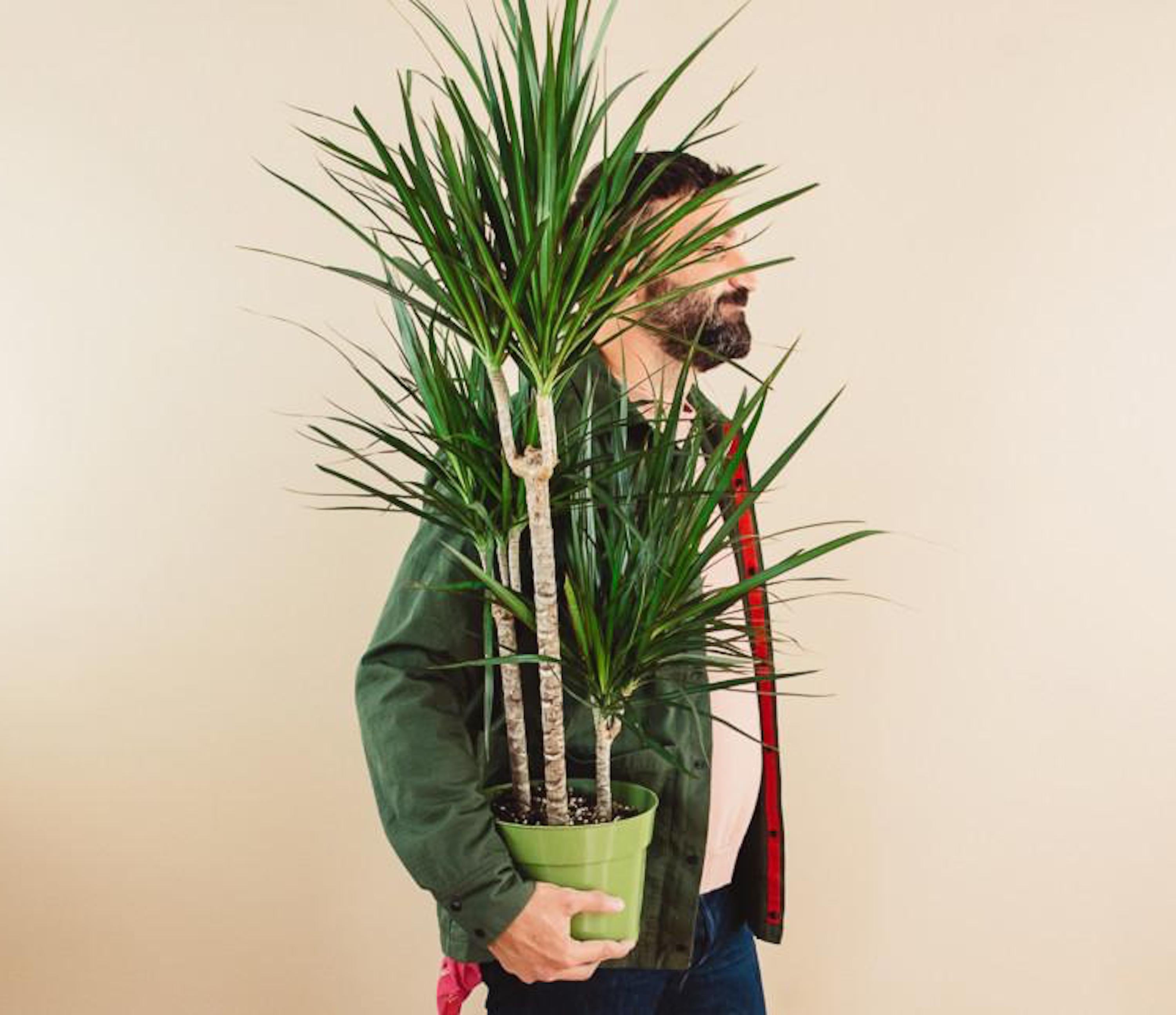 dracaena marginata chat Dracaena Marginata Cane – Fernseed