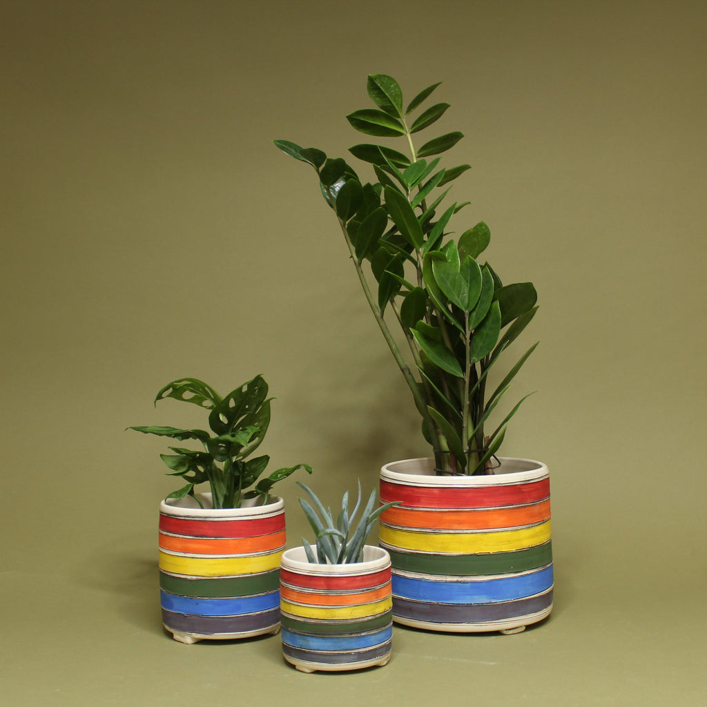 http://thefernseed.com/cdn/shop/products/rainbowplanters_wplants_1024x1024.jpg?v=1625267488