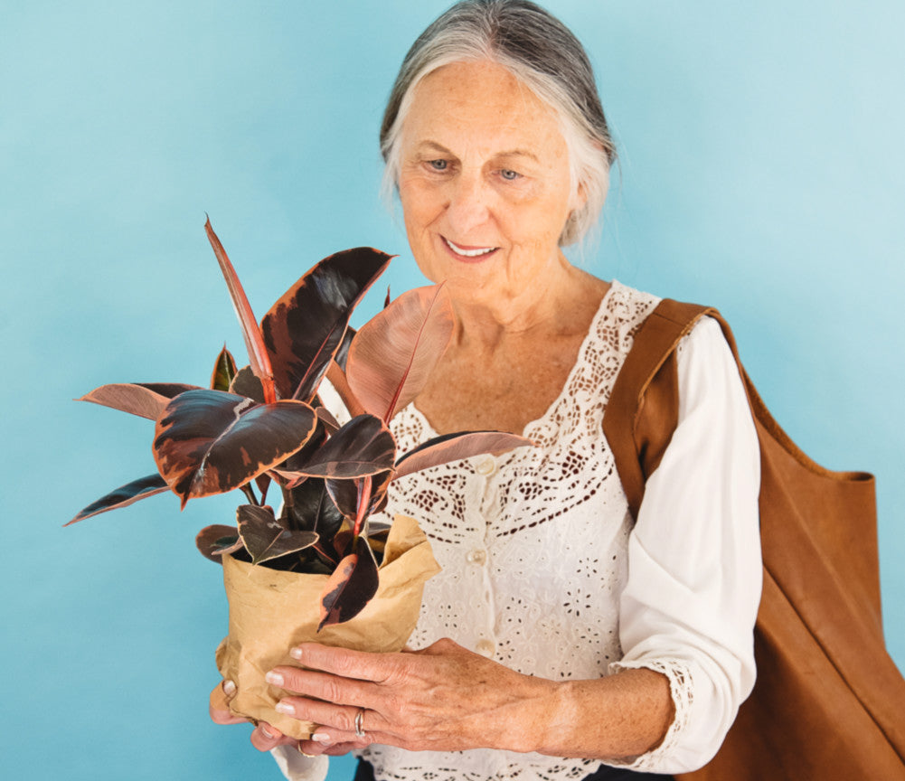 Woman in white blouse holding Ficus Decora Ruby in front of blue background.