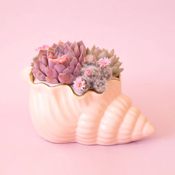Siren Shell Planter | Vanilla