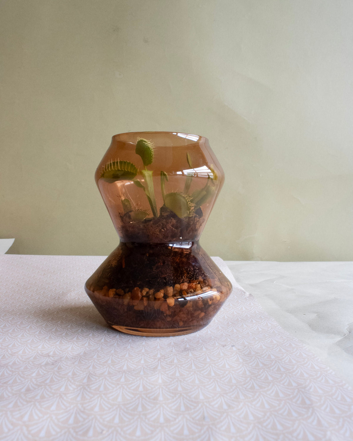 Venus Fly Trap Terrarium