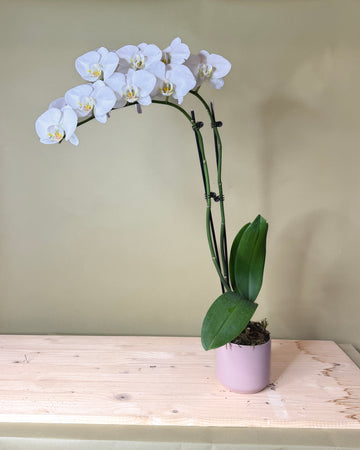 Valentine's Day Orchid Arrangement