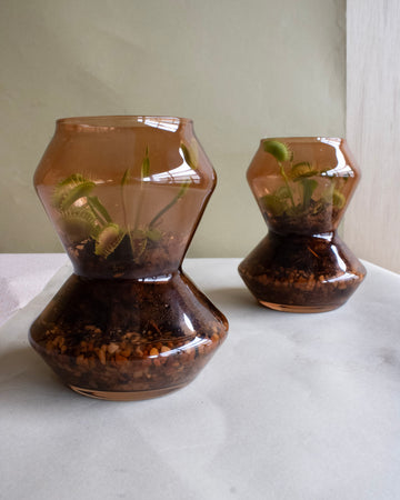 Venus Fly Trap Terrarium