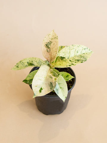 Ficus Elastica 'Shivereana'