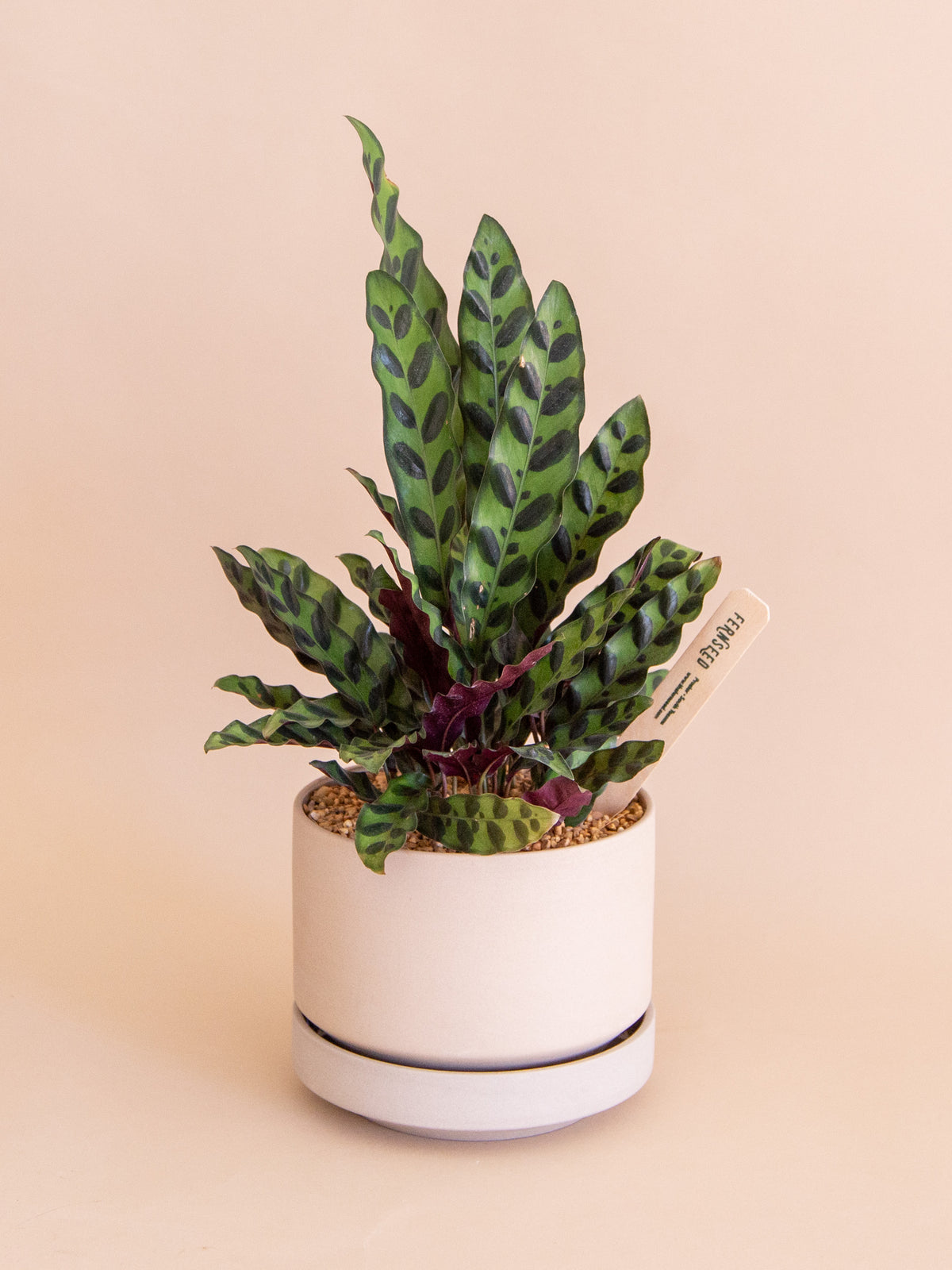 With Sympathy | Potted Plant Gift