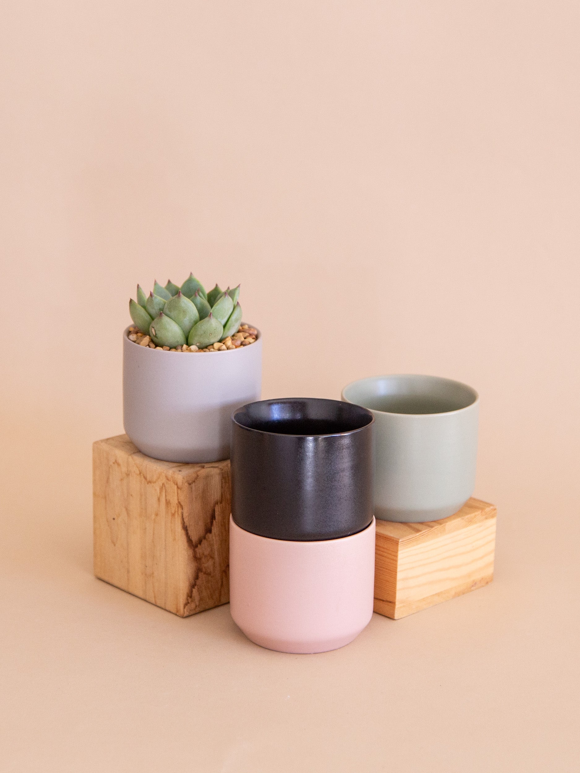 send potted plants gift A Happy Hello | Potted Plant Gift