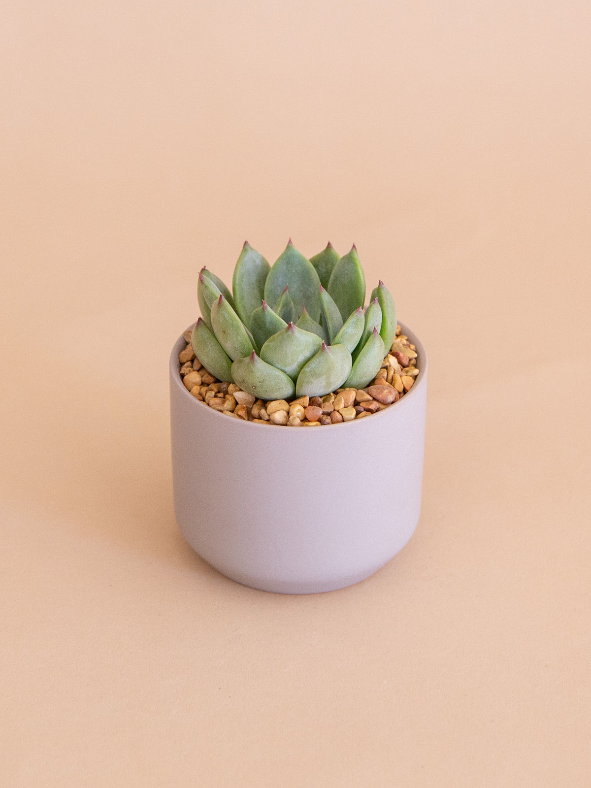 A Happy Hello | Potted Plant Gift
