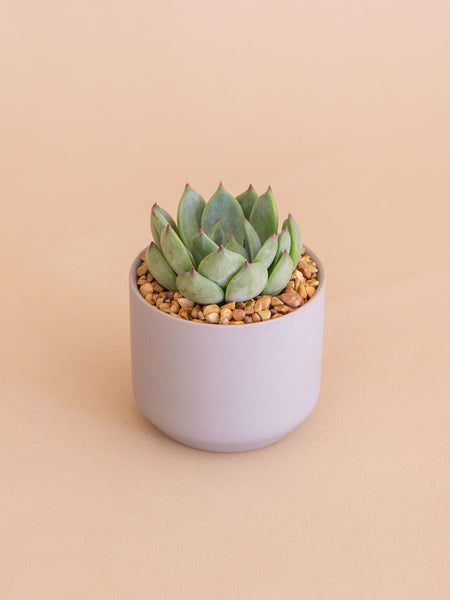 pot plant delivery A Happy Hello | Potted Plant Gift
