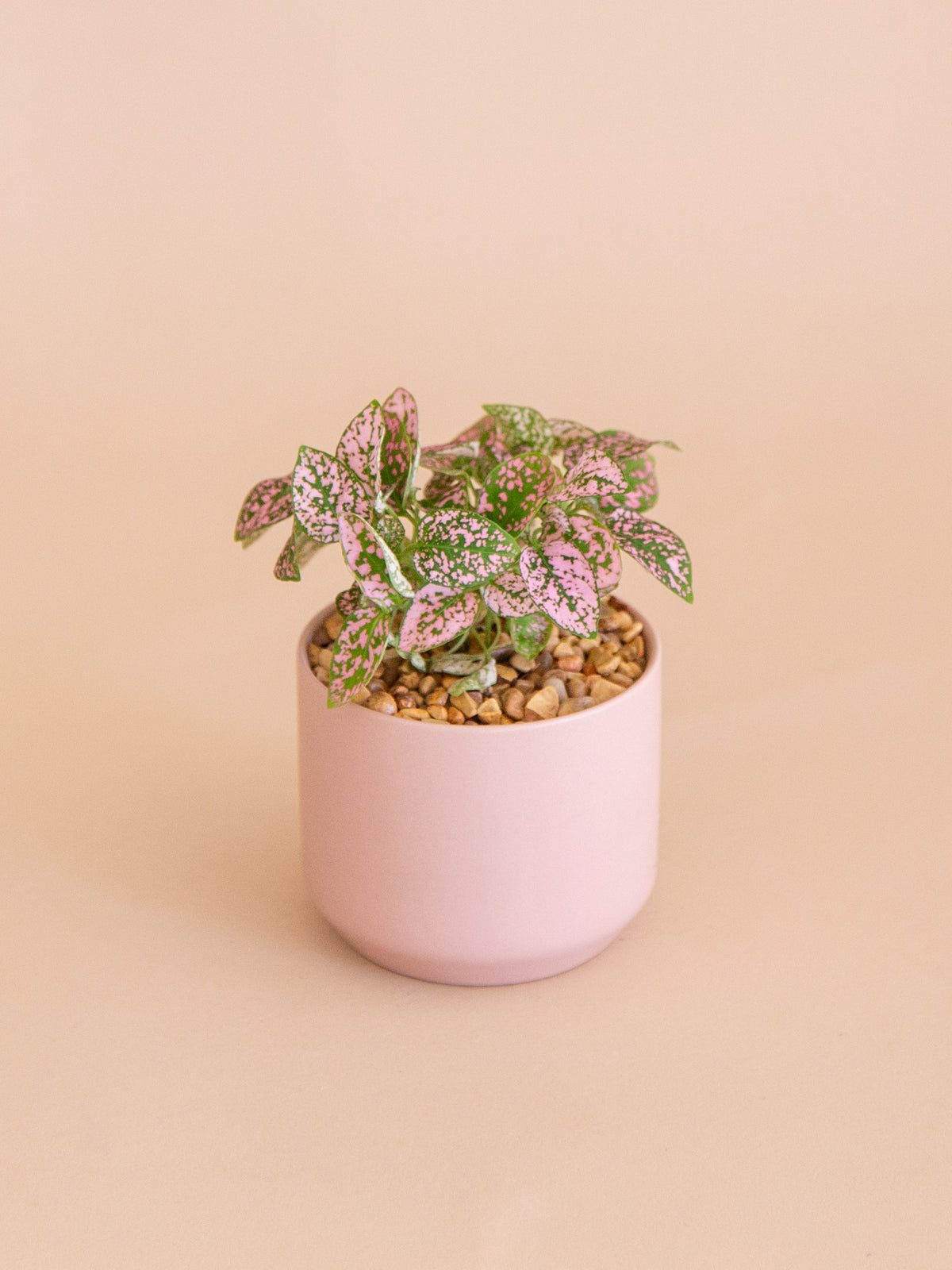A Pop of Pink | Potted Plant Gift