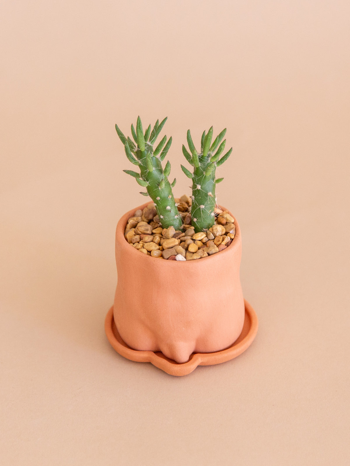 Boobs or Butts | Mini Cactus Potted Arrangement