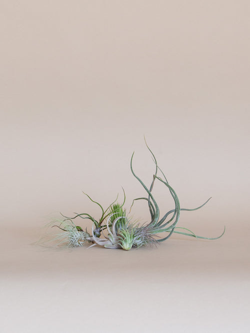 air plant white Air Plant – Fernseed