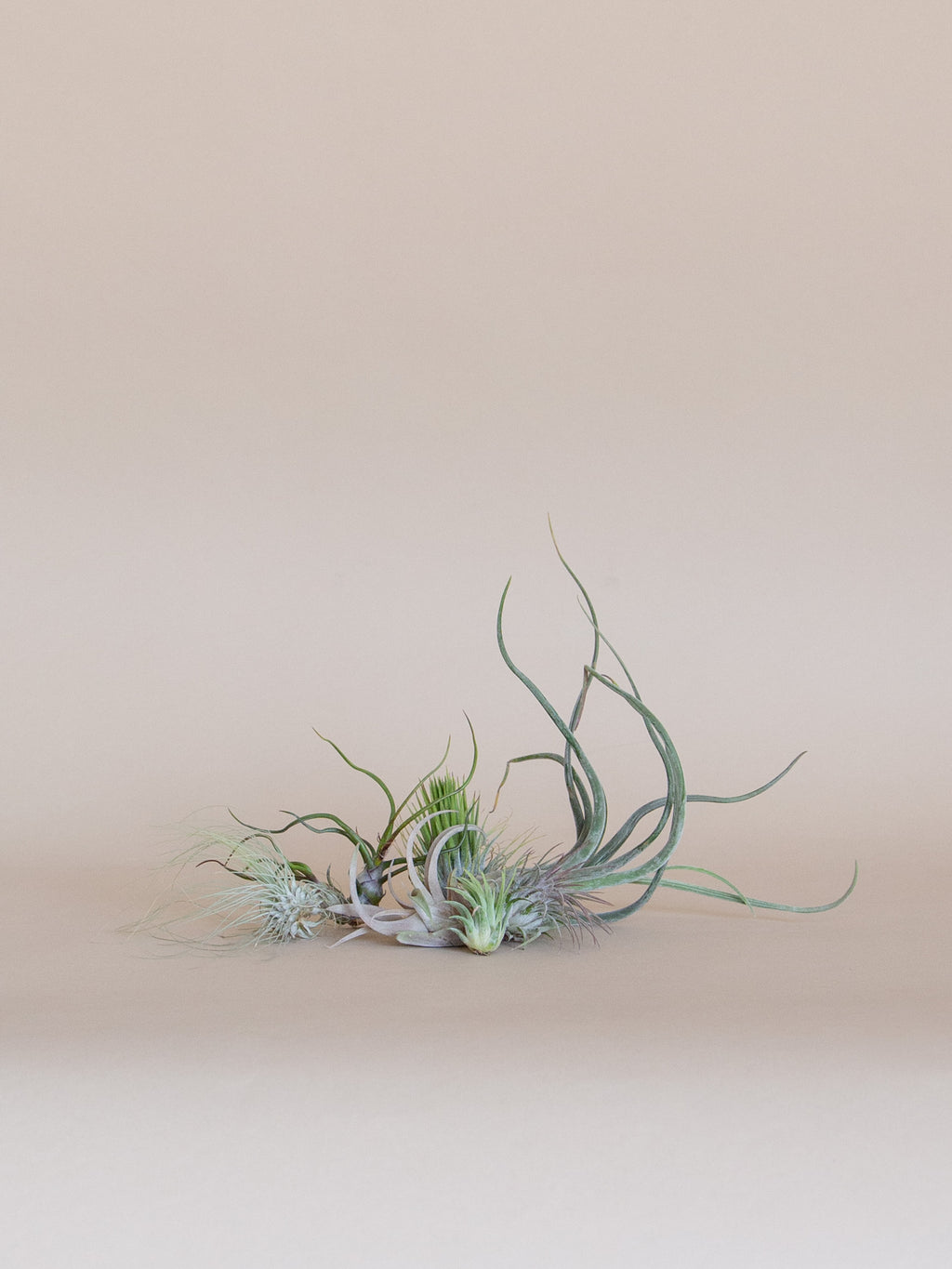 Air Plant