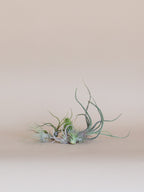 Air Plant