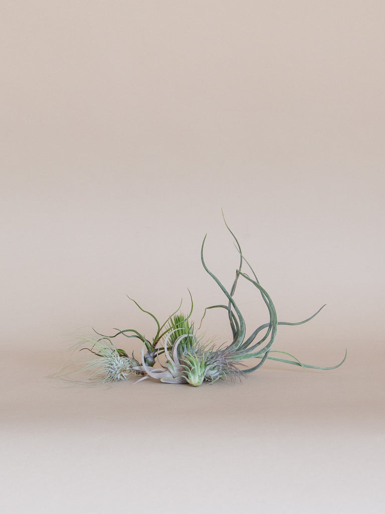 Air Plant – The Fernseed