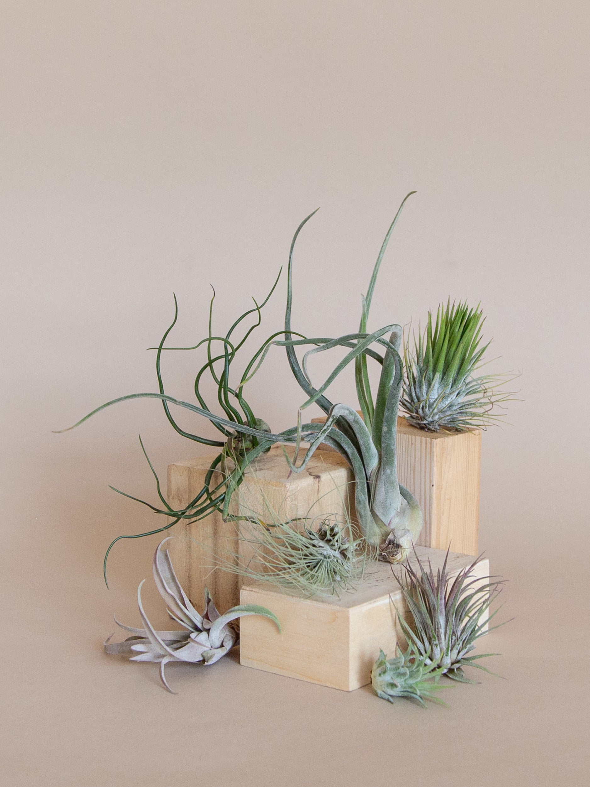 where to buy real air plants near me Air Plant