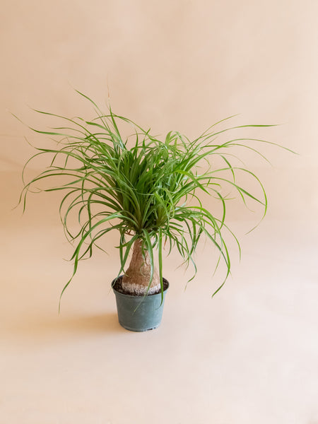 Beaucarnea Ponytail / Ponytail Palm | Info + Care Tips