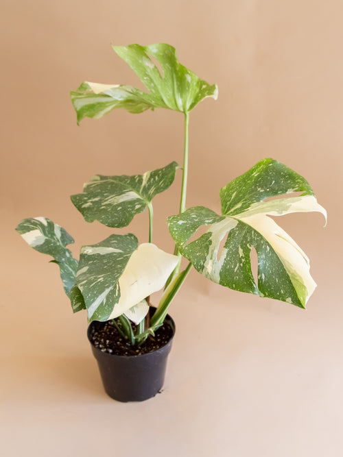 thai constellation monstera seeds Monstera deliciosa 'Thai Constellation' – Fernseed
