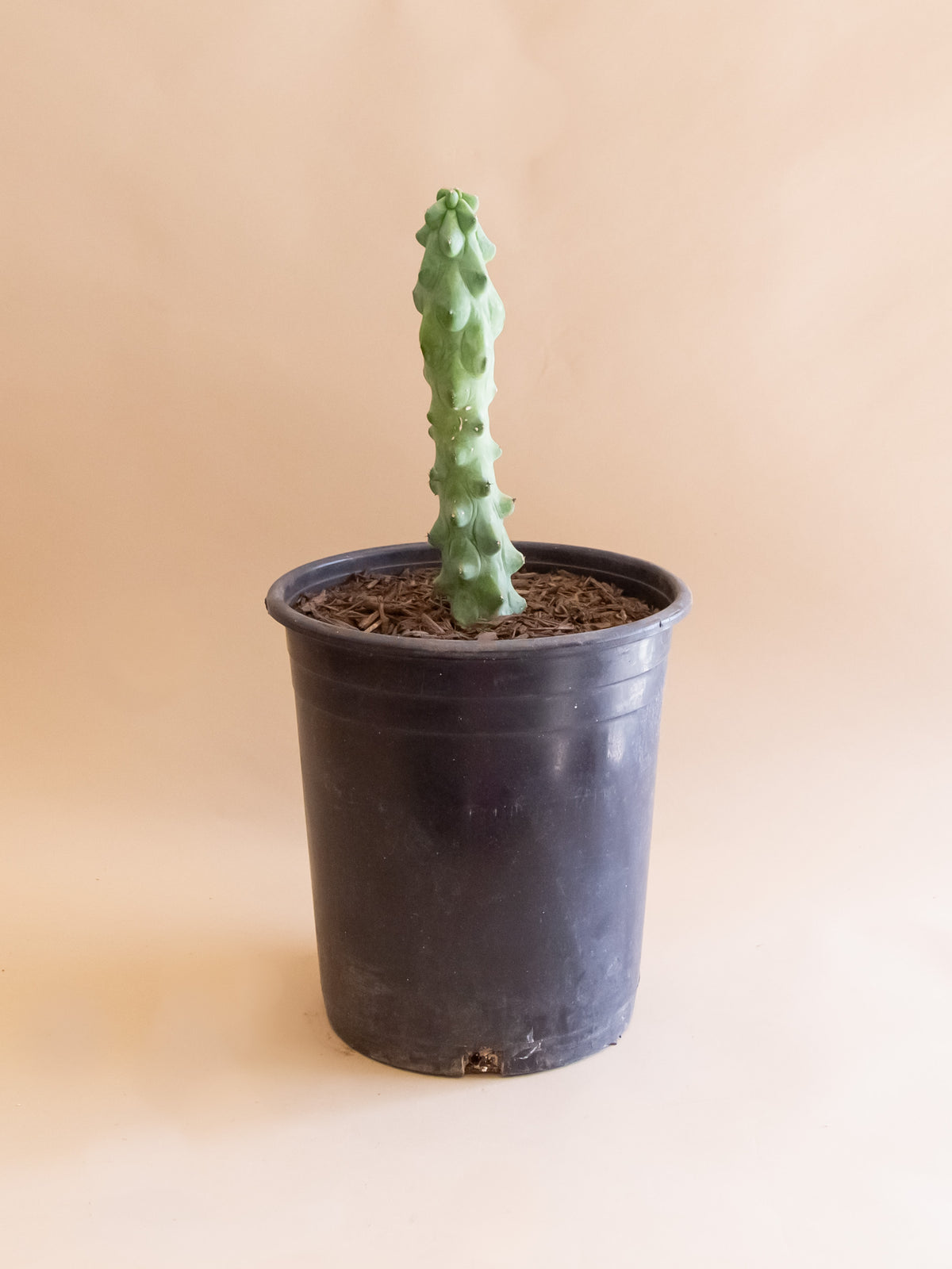 Myrtillocactus geometrizans 'Fukurokuryuzinboku' Boobie Cactus