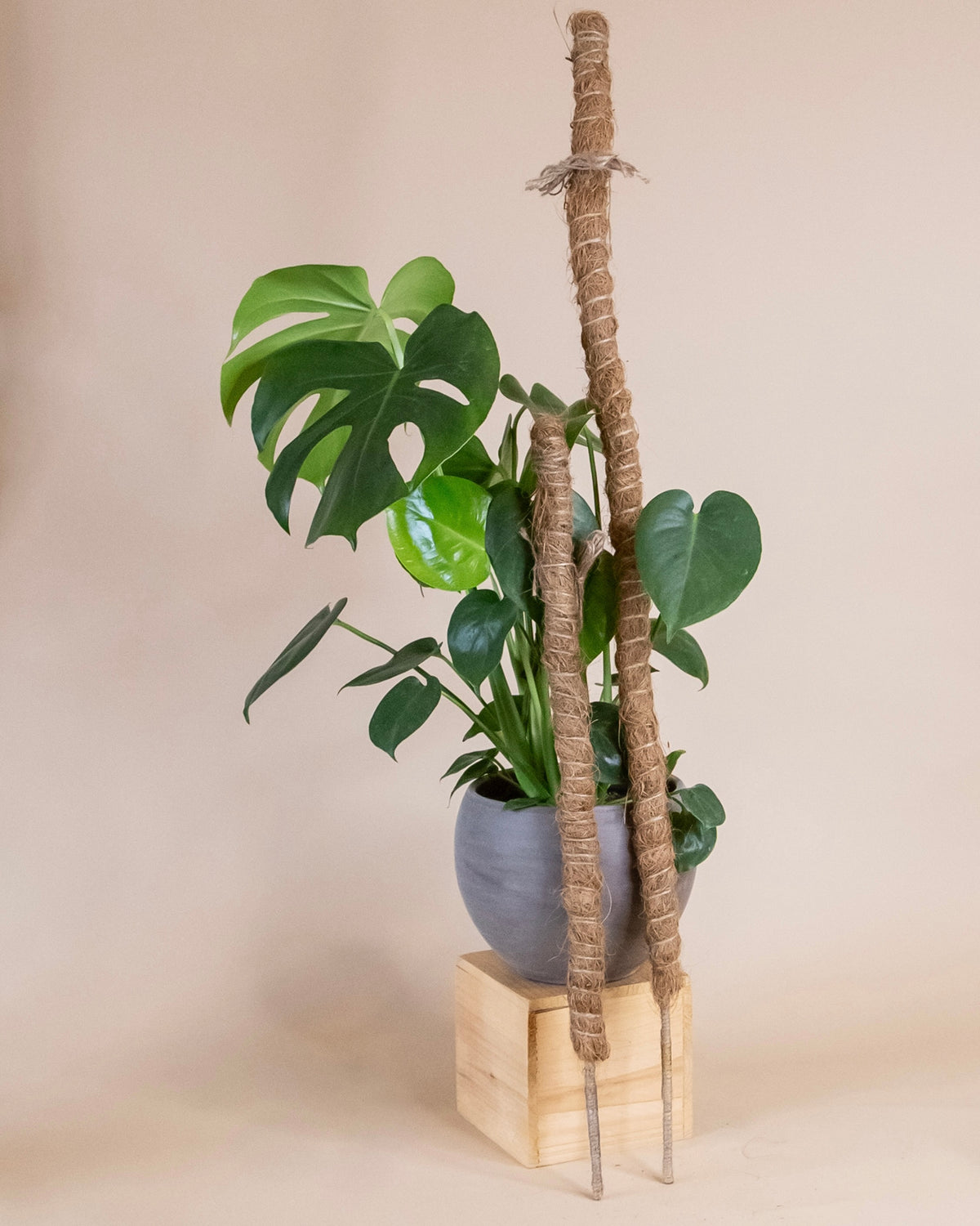 Bendable Coco Coir Climbing Plant Pole