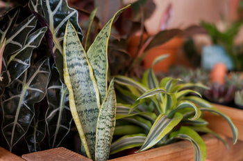 Close-up of a snake plant with other plants in the background