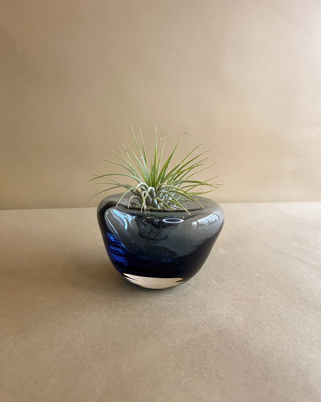 Air Plant Arrangement