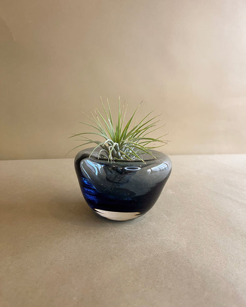 Air Plant Arrangement