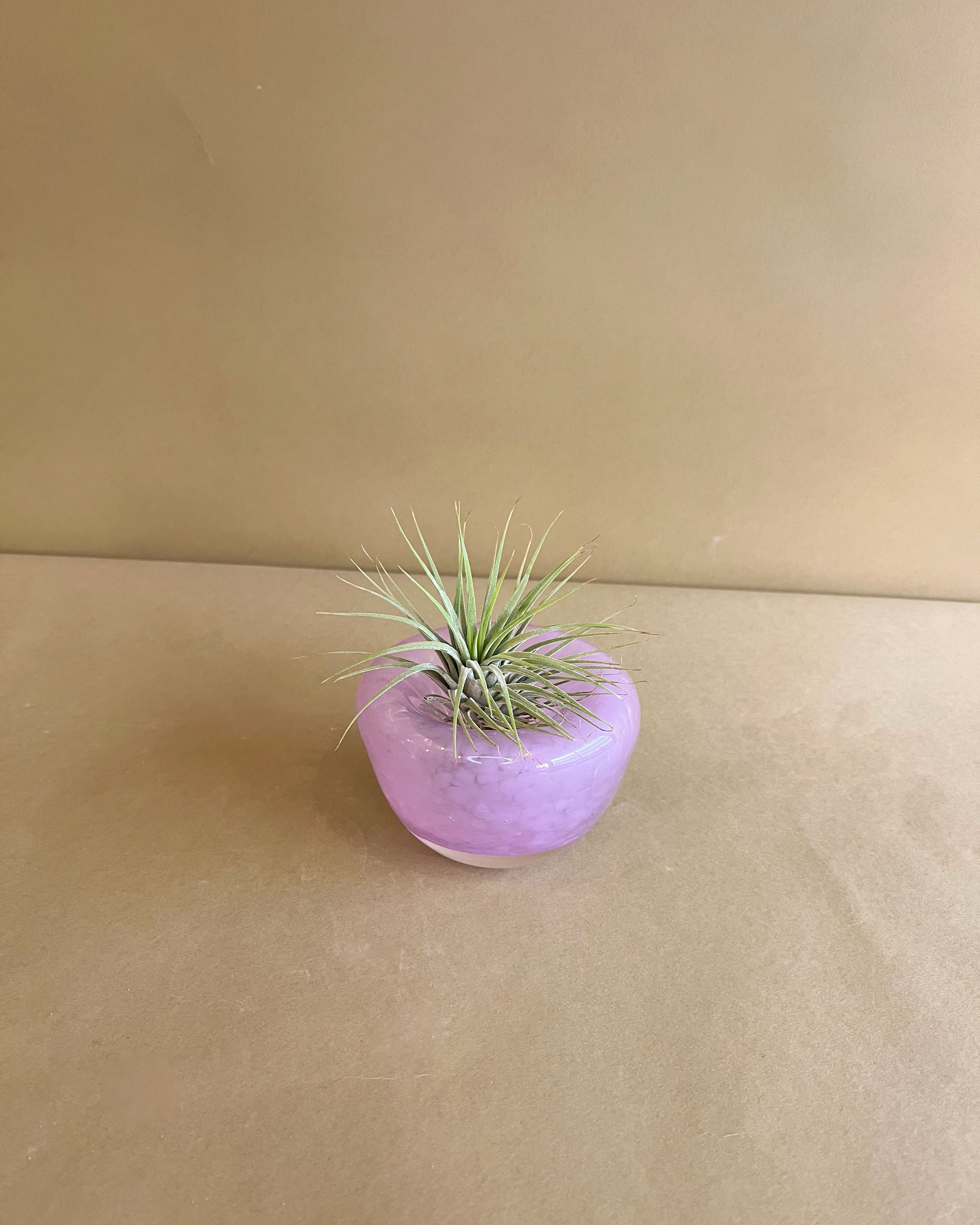 air plant gift Air Plant Arrangement