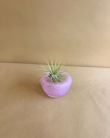 Air Plant Arrangement