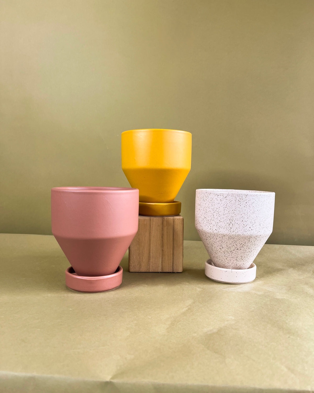 Swiss Cheese Plant (Monstera deliciosa)