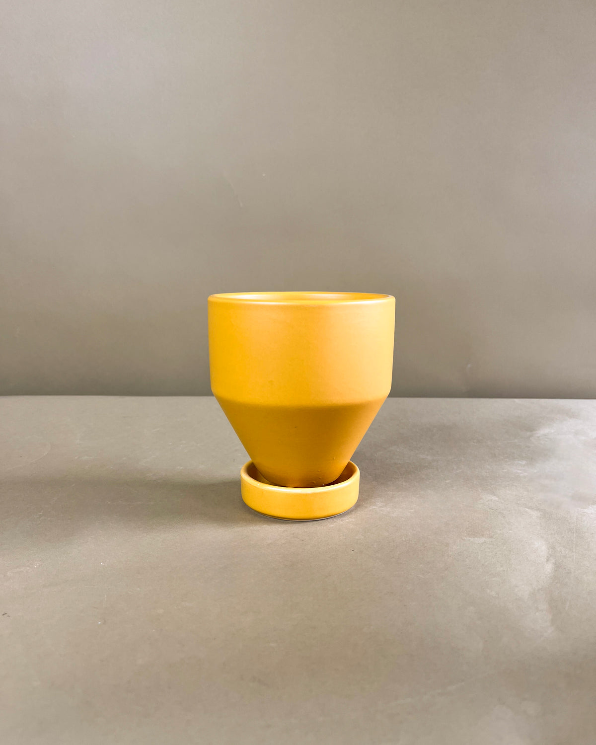 Swiss Cheese Plant (Monstera deliciosa)