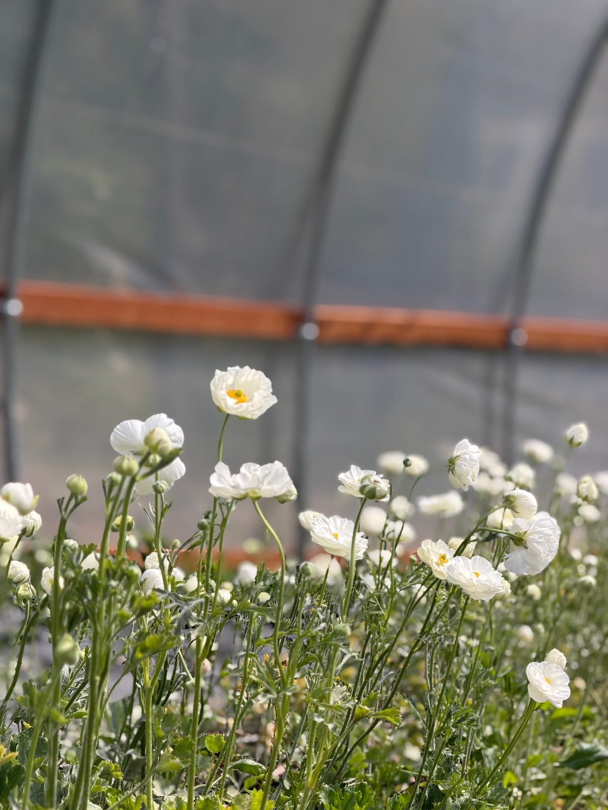 Art of Vase Arranging with Ranunculus, Sunday, May 17