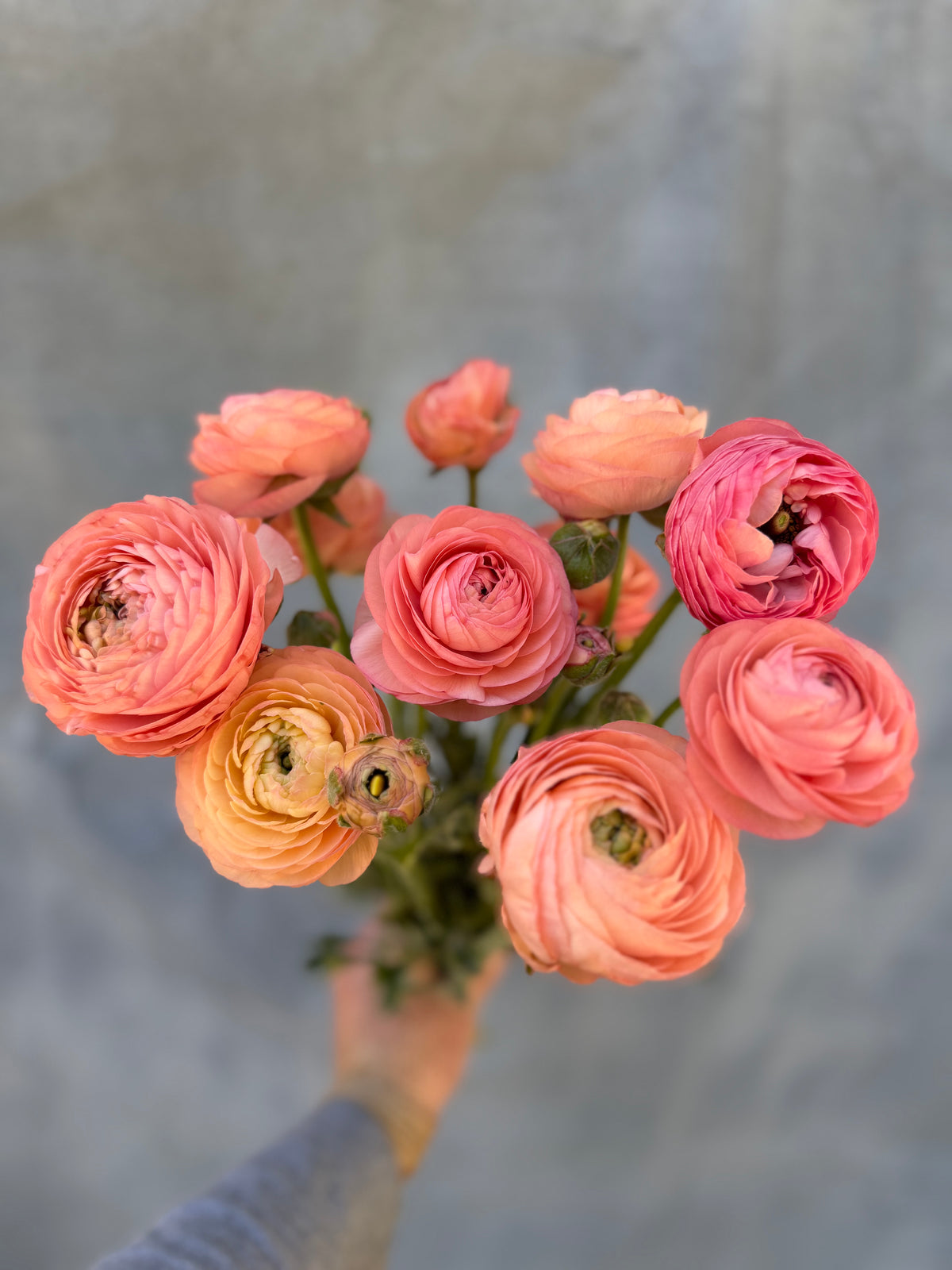 Art of Vase Arranging with Ranunculus, Sunday, May 17