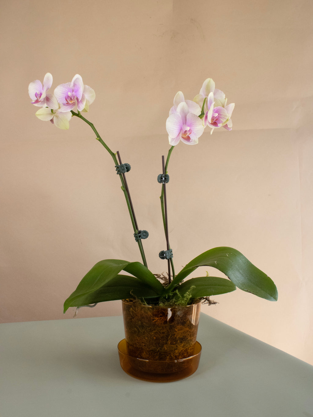 Orchid Arrangement