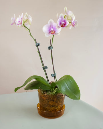 Orchid Arrangement